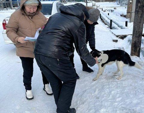 Рейды по безнадзорным собакам